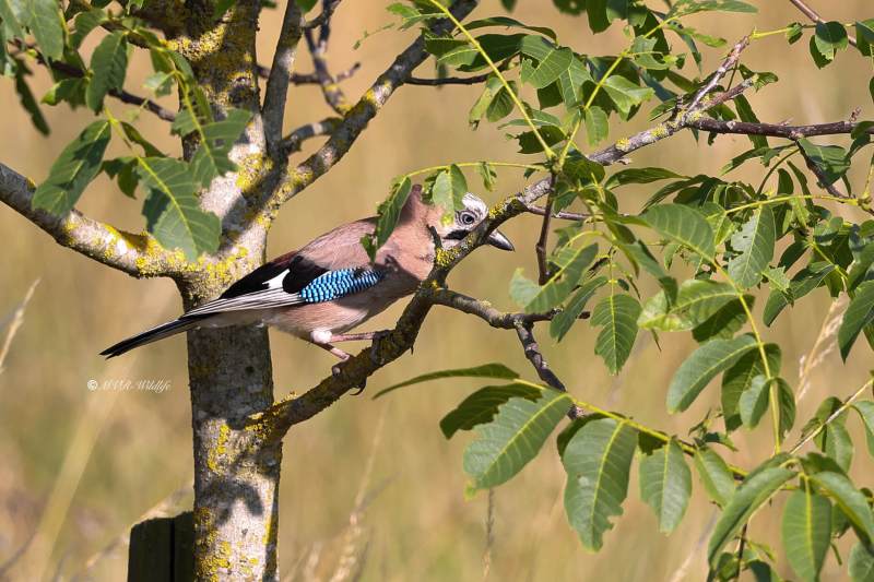 BR8A4952-Gaai-Eurasian-Jay-Eichelhaher-Geai-des-Chenes-Arrendajo_1