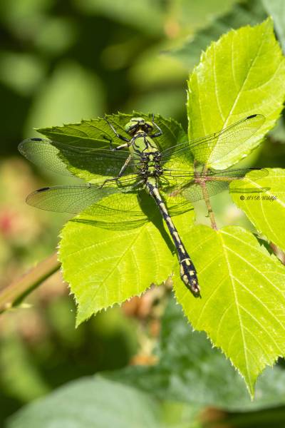 5X8A7743-Gaffellibel-Ophiogomphus-cecilia-Green-Snaketail-Grune-Flussjungfer-Gomphe-serpentin-Ophiogomphus-cecilia_1