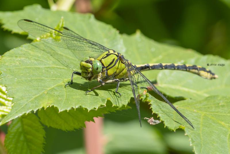 5X8A7864-Gaffellibel-Ophiogomphus-cecilia-Green-Snaketail-Grune-Flussjungfer-Gomphe-serpentin-Ophiogomphus-cecilia_1