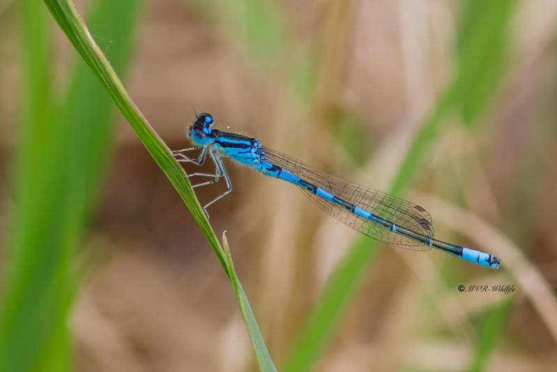 B65A5205-Gaffelwaterjuffer-Coenagrion-scitulum-Dainty-Bluet-Gabel-Azurjungfer-Agrion-mignon_1