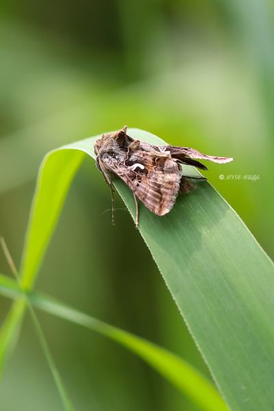 B65A2284-Gamma-Uil-Autographa-Gamma-Silver-Y-Gammaeule-le-Lambda-le-Gamma_1