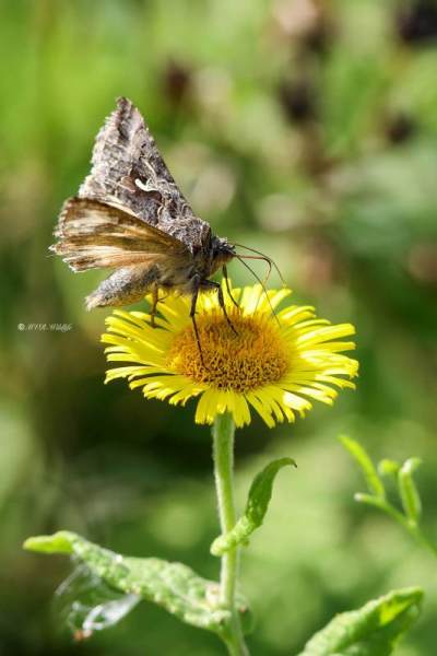 B65A7675-Gamma-Uil-Autographa-Gamma-Silver-Y-Gammaeule-le-Lambda-le-Gamma_1