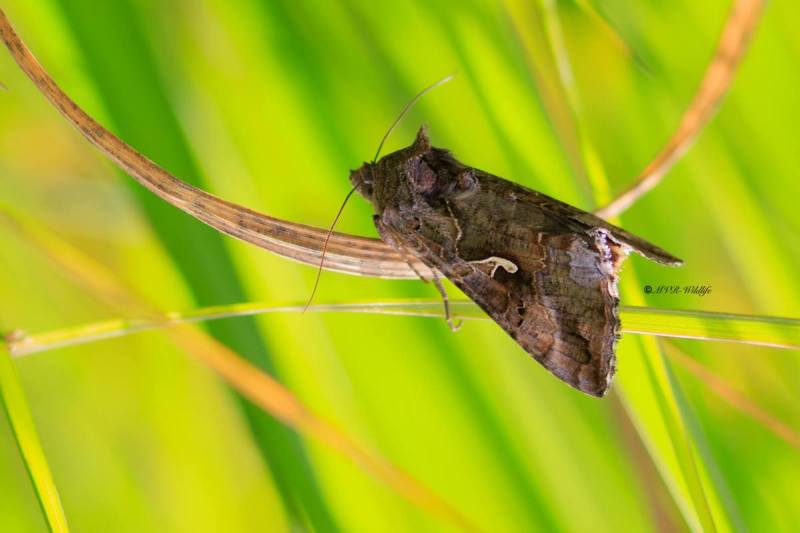 BR8A3986-Gamma-Uil-Autographa-Gamma-Silver-Y-Gammaeule-le-Lambda-le-Gamma_1