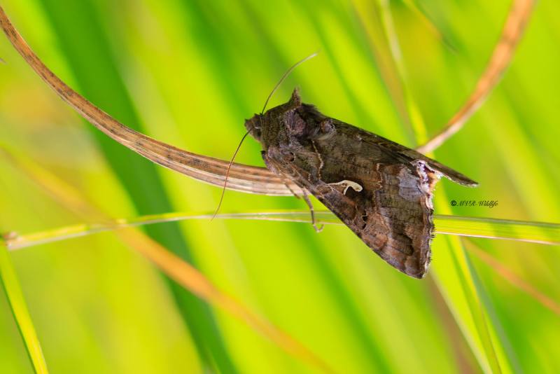 BR8A3986-Gamma-Uil-Autographa-Gamma-Silver-Y-Gammaeule-le-Lambda-le-Gamma_1