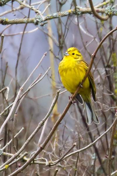 177A0660-Geelgors-Yellowhammer-Goldammer-Bruant-Jaune-Escribano-Cerillo_1