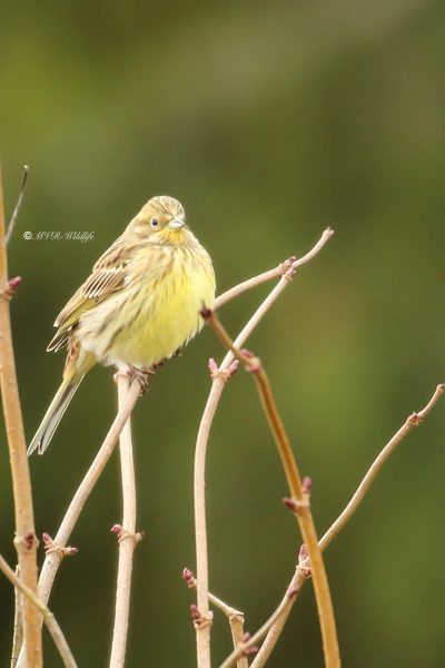 177A0718-Geelgors-Yellowhammer-Goldammer-Bruant-Jaune-Escribano-Cerillo_1