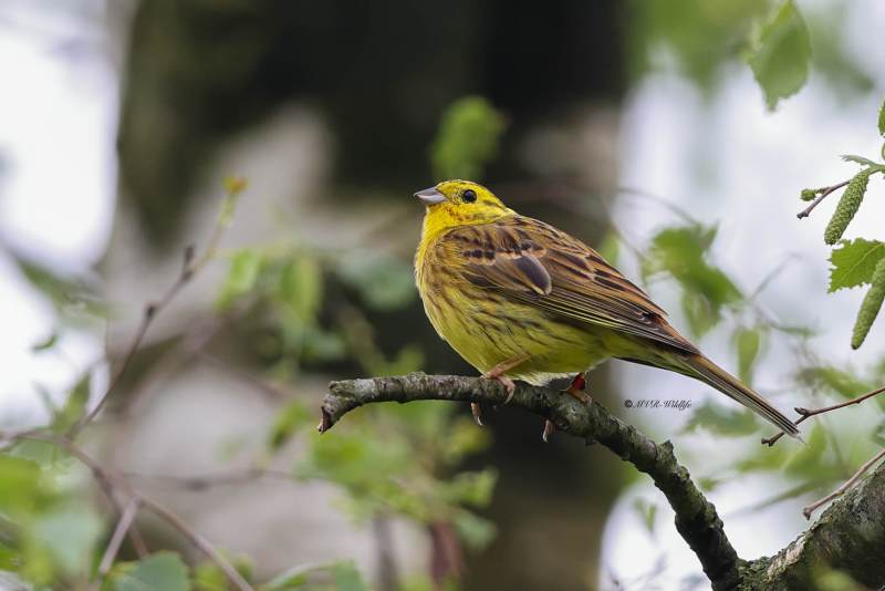 BR8A7210-Geelgors-Yellowhammer-Goldammer-Bruant-Jaune-Escribano-Cerillo_1