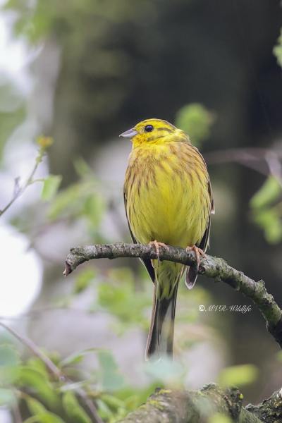 BR8A7224-Geelgors-Yellowhammer-Goldammer-Bruant-Jaune-Escribano-Cerillo_1