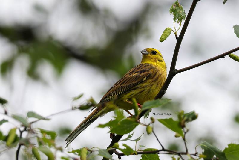 BR8A7304-Geelgors-Yellowhammer-Goldammer-Bruant-Jaune-Escribano-Cerillo_1