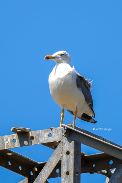 BR8A0574-Geelpootmeeuw-Larus-michahellis-Yellow-legged-Gull-Mittelmeermowe-Goeland-leucophee-Gaviota-patiamarilla_1