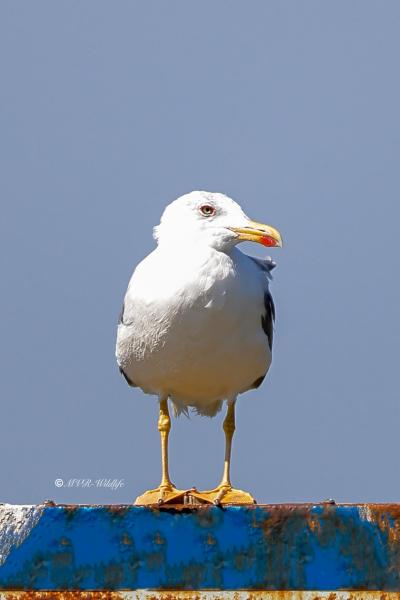 BR8A0581-Geelpootmeeuw-Larus-michahellis-Yellow-legged-Gull-Mittelmeermowe-Goeland-leucophee-Gaviota-patiamarilla_1