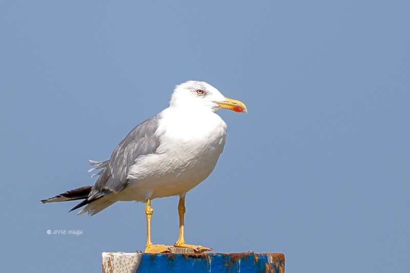 BR8A0615-Geelpootmeeuw-Larus-michahellis-Yellow-legged-Gull-Mittelmeermowe-Goeland-leucophee-Gaviota-patiamarilla_1