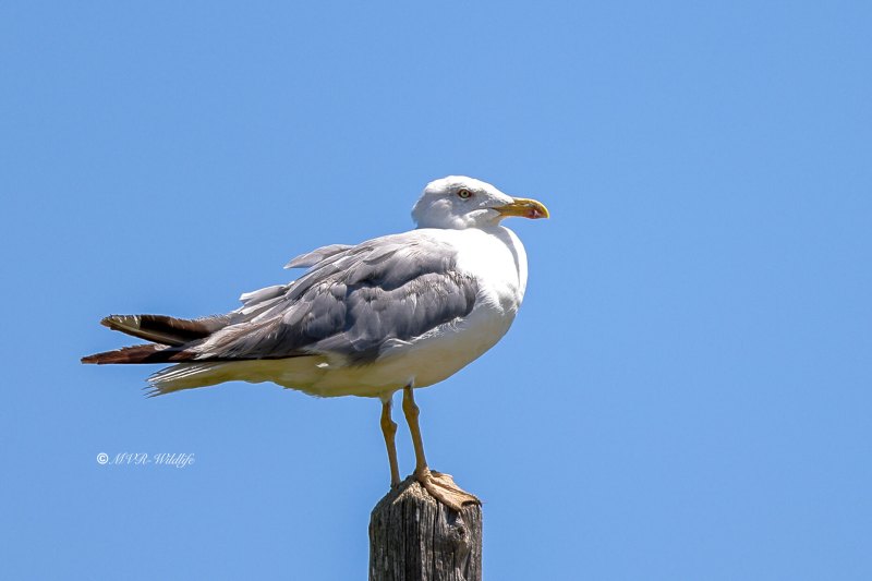 BR8A1148-Geelpootmeeuw-Larus-michahellis-Yellow-legged-Gull-Mittelmeermowe-Goeland-leucophee-Gaviota-patiamarilla_1
