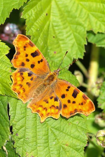 B65A0903-Gehakkelde-Aurelia-Polygonia-C-Album-Comma-Butterfly-C-Falter-Robert-le-Diable-Papillon-c_1
