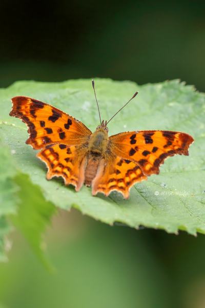 B65A2361-Gehakkelde-Aurelia-Polygonia-C-Album-Comma-Butterfly-C-Falter-Robert-le-Diable-Papillon-c_1
