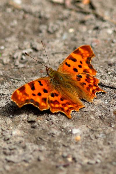 B65A4123-Gehakkelde-Aurelia-Polygonia-C-Album-Comma-Butterfly-C-Falter-Robert-le-Diable-Papillon-c_1