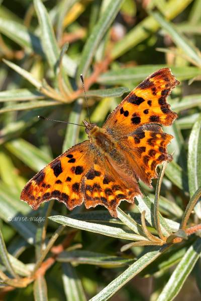 B65A6749-Gehakkelde-Aurelia-Polygonia-C-Album-Comma-Butterfly-C-Falter-Robert-le-Diable-Papillon-c_1