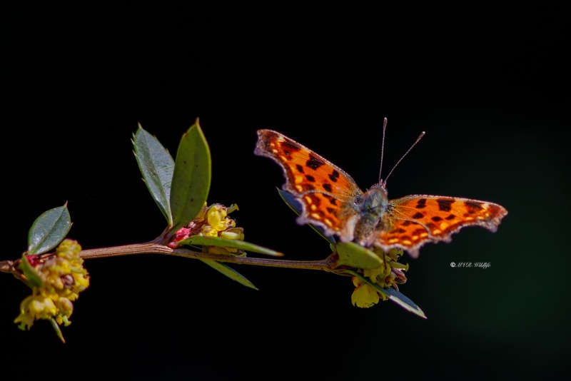 B65A9287-Gehakkelde-Aurelia-Polygonia-C-Album-Comma-Butterfly-C-Falter-Robert-le-Diable-Papillon-c-2_1