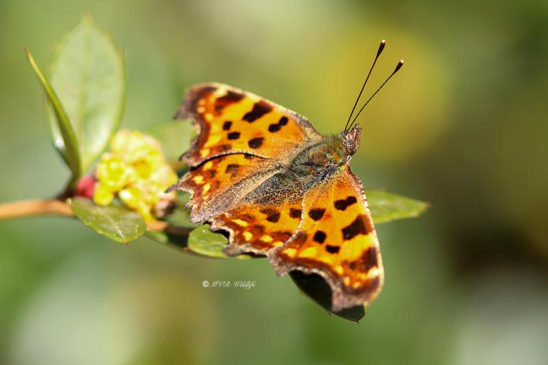 B65A9311-Gehakkelde-Aurelia-Polygonia-C-Album-Comma-Butterfly-C-Falter-Robert-le-Diable-Papillon-c_1
