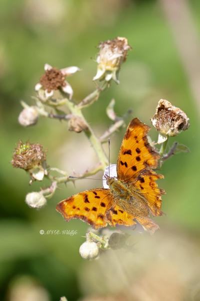 BR8A2217-Gehakkelde-Aurelia-Polygonia-C-Album-Comma-Butterfly-C-Falter-Robert-le-Diable-Papillon-c_1