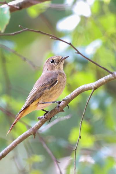 BR8A5352-Gekraagde-roodstaart-Common-Redstart-Gartenrotschwanz-Rougequeue-a-front-blanc-Colirrojo-real_1
