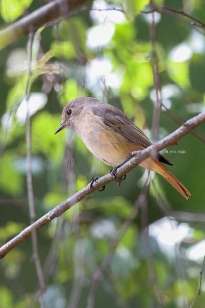 BR8A5363-Gekraagde-roodstaart-Common-Redstart-Gartenrotschwanz-Rougequeue-a-front-blanc-Colirrojo-real_1