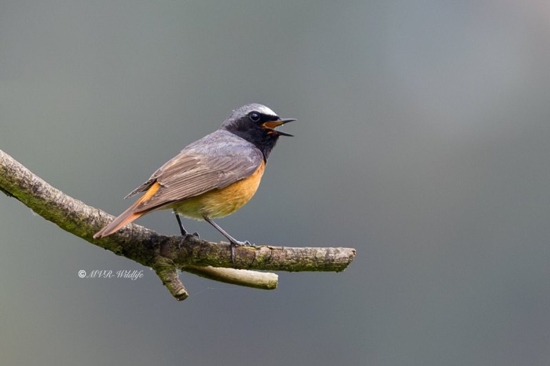 BR8A7008-Gekraagde-roodstaart-Common-Redstart-Gartenrotschwanz-Rougequeue-a-front-blanc-Colirrojo-real_1