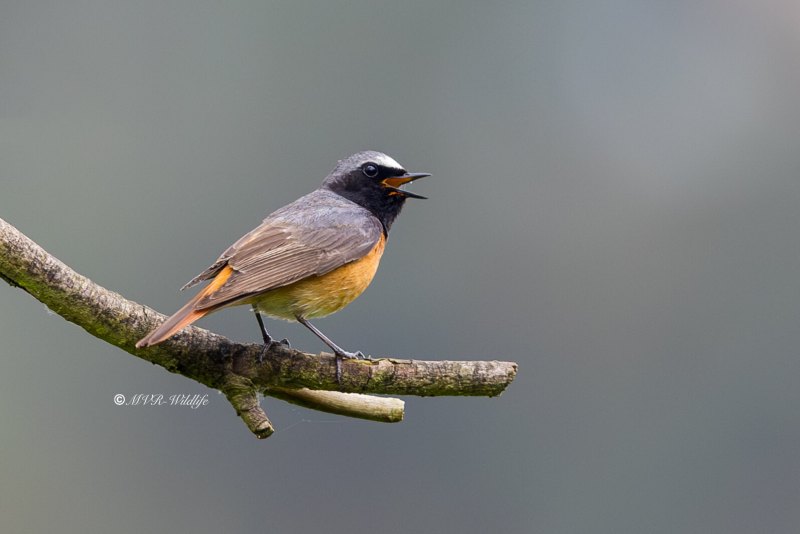 BR8A7008-Gekraagde-roodstaart-Common-Redstart-Gartenrotschwanz-Rougequeue-a-front-blanc-Colirrojo-real_1