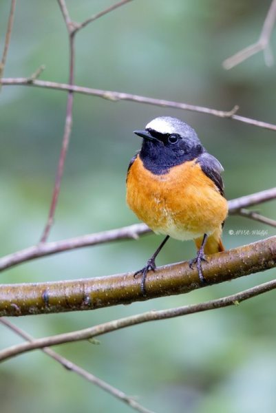 BR8A7027-Gekraagde-roodstaart-Common-Redstart-Gartenrotschwanz-Rougequeue-a-front-blanc-Colirrojo-real_1