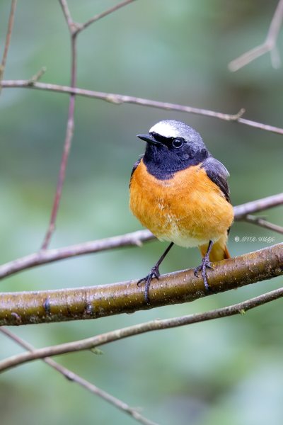 BR8A7027-Gekraagde-roodstaart-Common-Redstart-Gartenrotschwanz-Rougequeue-a-front-blanc-Colirrojo-real_1