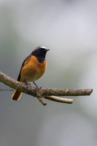 BR8A7074-Gekraagde-roodstaart-Common-Redstart-Gartenrotschwanz-Rougequeue-a-front-blanc-Colirrojo-real_1