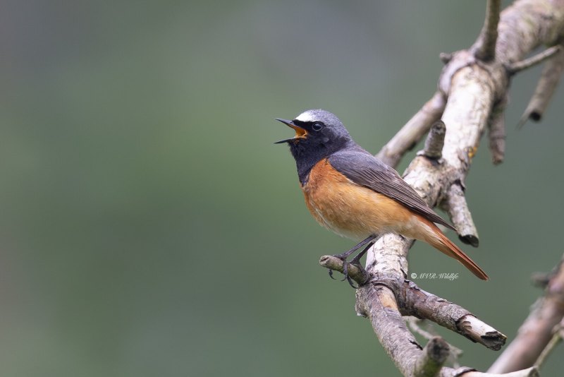 BR8A7086-Gekraagde-roodstaart-Common-Redstart-Gartenrotschwanz-Rougequeue-a-front-blanc-Colirrojo-real_1