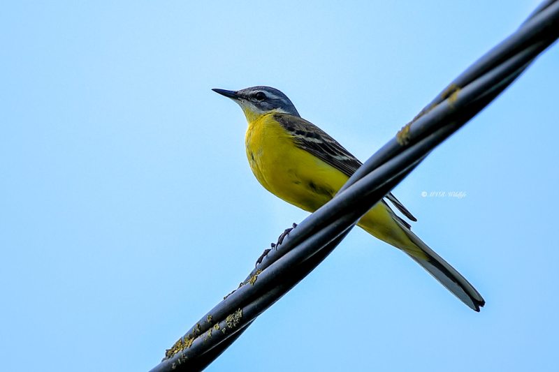 B65A2405-Gele-Kwikstaart-Blue-headed-Wagtail-Schafstelze-Bergeronnette-Printaniere-Lavandera-Boyera-Alemana_1