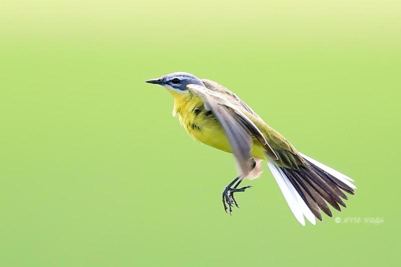 B65A2424-Gele-Kwikstaart-Blue-headed-Wagtail-Schafstelze-Bergeronnette-Printaniere-Lavandera-Boyera-Alemana_1