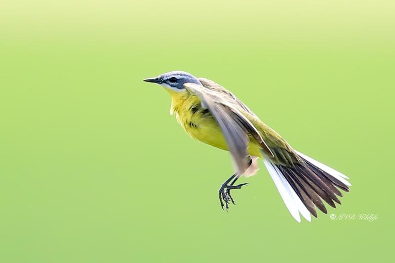 B65A2424-Gele-Kwikstaart-Blue-headed-Wagtail-Schafstelze-Bergeronnette-Printaniere-Lavandera-Boyera-Alemana_1