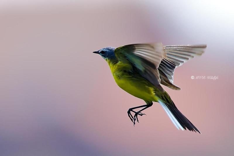 B65A2433-Gele-Kwikstaart-Blue-headed-Wagtail-Schafstelze-Bergeronnette-Printaniere-Lavandera-Boyera-Alemana_1