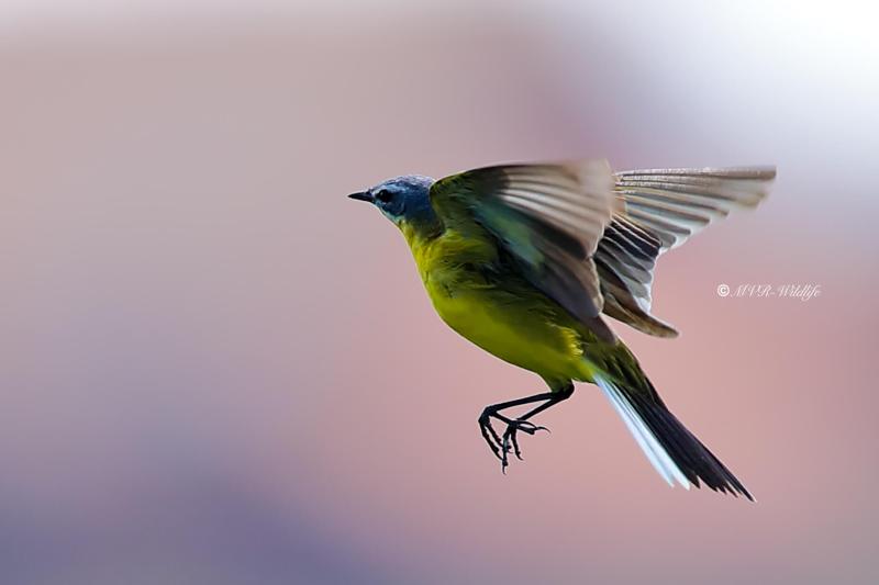 B65A2433-Gele-Kwikstaart-Blue-headed-Wagtail-Schafstelze-Bergeronnette-Printaniere-Lavandera-Boyera-Alemana_1