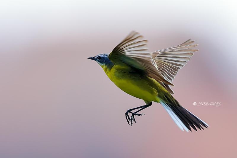 B65A2435-Gele-Kwikstaart-Blue-headed-Wagtail-Schafstelze-Bergeronnette-Printaniere-Lavandera-Boyera-Alemana_1