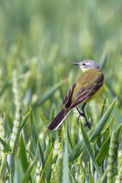 BR8A1838-Gele-Kwikstaart-Blue-headed-Wagtail-Schafstelze-Bergeronnette-Printaniere-Lavandera-Boyera-Alemana_1
