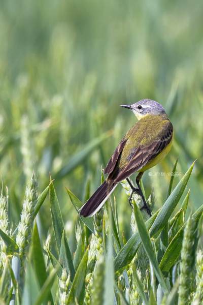 BR8A1838-Gele-Kwikstaart-Blue-headed-Wagtail-Schafstelze-Bergeronnette-Printaniere-Lavandera-Boyera-Alemana_1