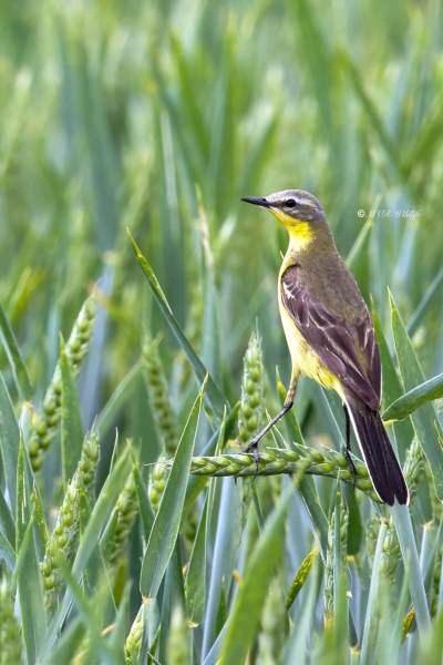 BR8A1942-Gele-Kwikstaart-Blue-headed-Wagtail-Schafstelze-Bergeronnette-Printaniere-Lavandera-Boyera-Alemana_1