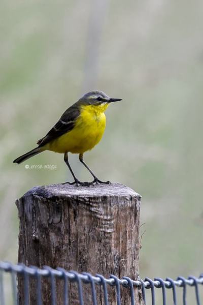 BR8A2048-Gele-Kwikstaart-Blue-headed-Wagtail-Schafstelze-Bergeronnette-Printaniere-Lavandera-Boyera-Alemana_1