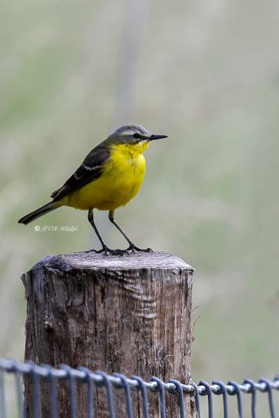 BR8A2048-Gele-Kwikstaart-Blue-headed-Wagtail-Schafstelze-Bergeronnette-Printaniere-Lavandera-Boyera-Alemana_1