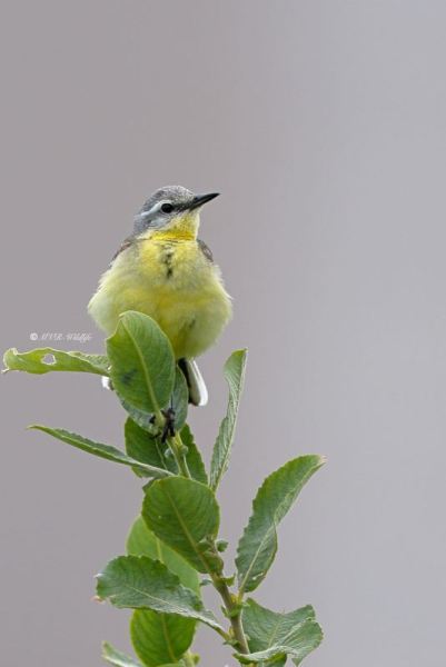 BR8A2372-Gele-Kwikstaart-Blue-headed-Wagtail-Schafstelze-Bergeronnette-Printaniere-Lavandera-Boyera-Alemana_1