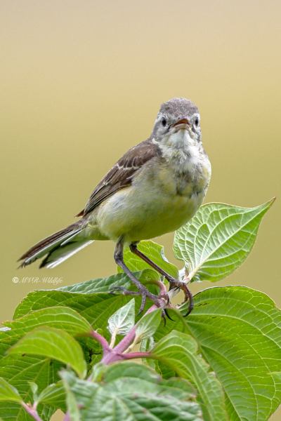 BR8A2451-Gele-Kwikstaart-Blue-headed-Wagtail-Schafstelze-Bergeronnette-Printaniere-Lavandera-Boyera-Alemana_1