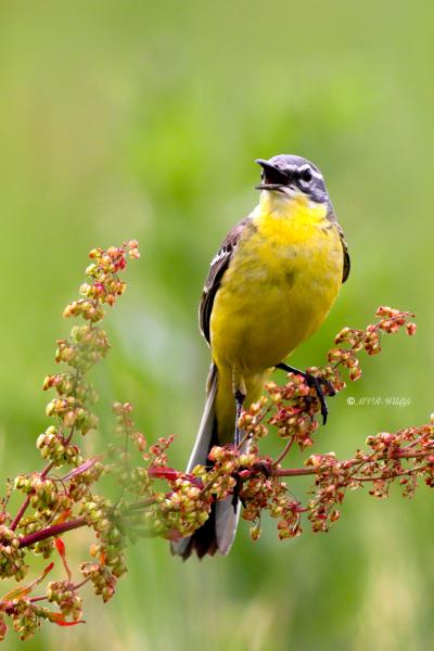 BR8A2490-Gele-Kwikstaart-Blue-headed-Wagtail-Schafstelze-Bergeronnette-Printaniere-Lavandera-Boyera-Alemana_1