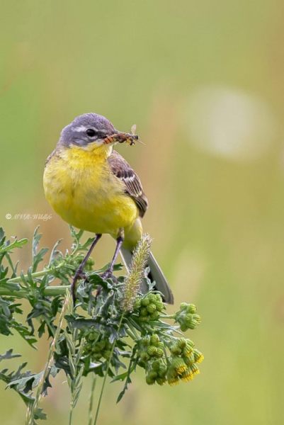BR8A2535-Gele-Kwikstaart-Blue-headed-Wagtail-Schafstelze-Bergeronnette-Printaniere-Lavandera-Boyera-Alemana_1