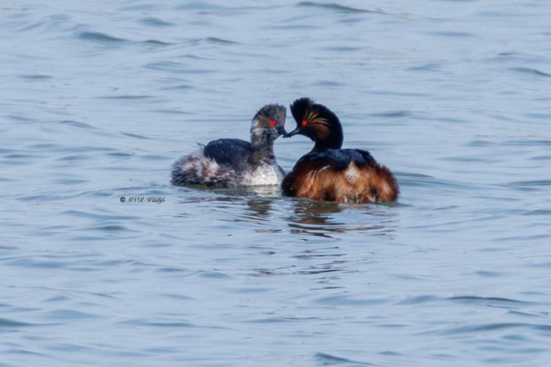 0N0A0920-Geoorde-fuut-Podiceps-nigricollis-Black-necked-Grebe-Schwarzhalstaucher-Grebe-a-cou-noir-Zampullin-cuellinegro_1