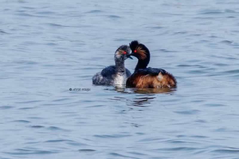 0N0A0922-Geoorde-fuut-Podiceps-nigricollis-Black-necked-Grebe-Schwarzhalstaucher-Grebe-a-cou-noir-Zampullin-cuellinegro_1