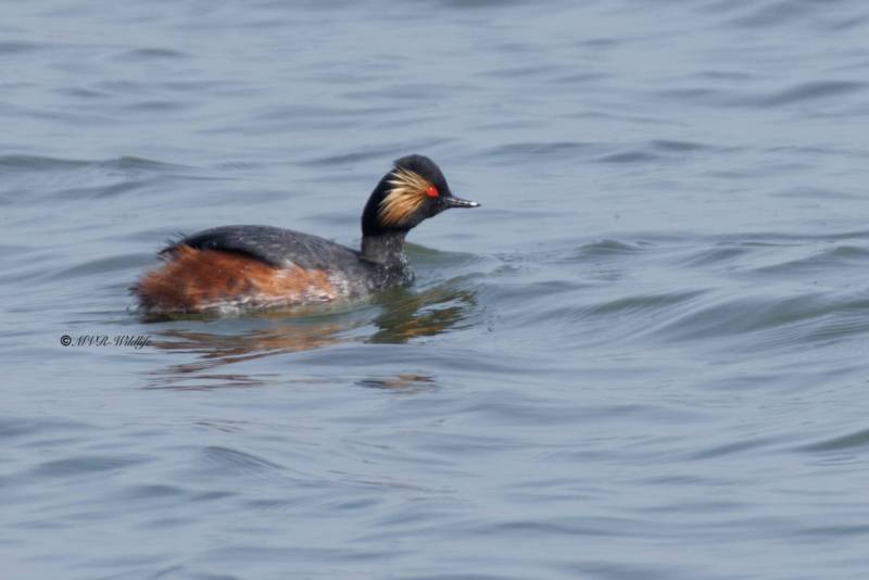 0N0A1342-Geoorde-fuut-Podiceps-nigricollis-Black-necked-Grebe-Schwarzhalstaucher-Grebe-a-cou-noir-Zampullin-cuellinegro_1